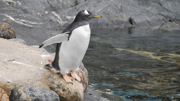 pinguino acuario bergen