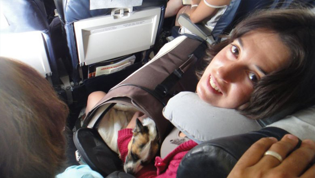 mascotas en avión