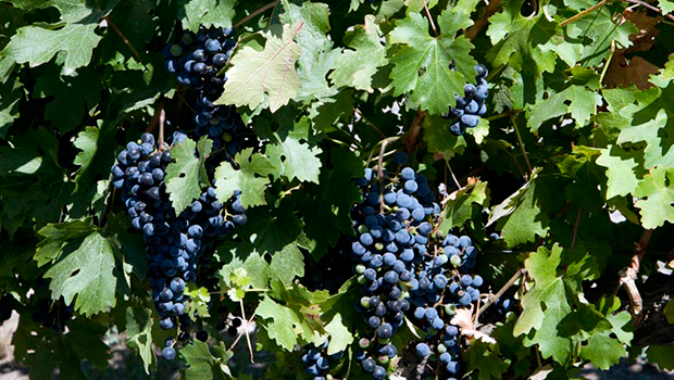 uvas argentina uvas argentina