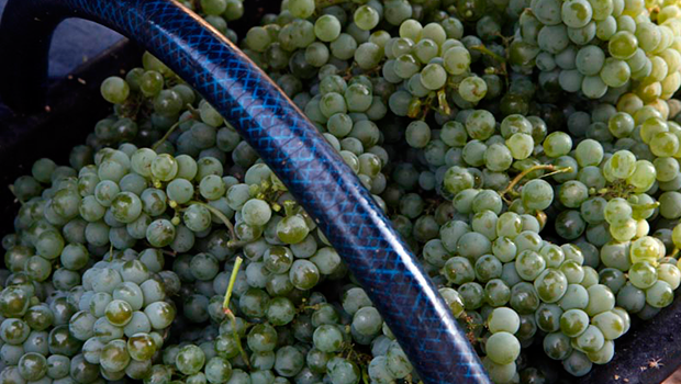 uvas cesta patagonia uvas cesta patagonia