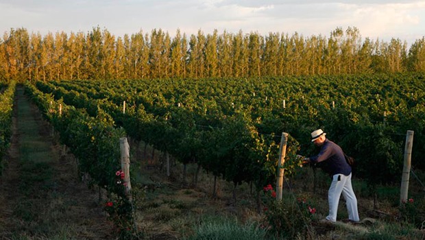 vinedo patagonia argentina vinedo patagonia argentina