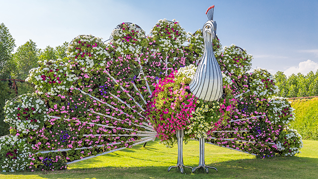 Dubai Miracle Garden Dubai Miracle Garden