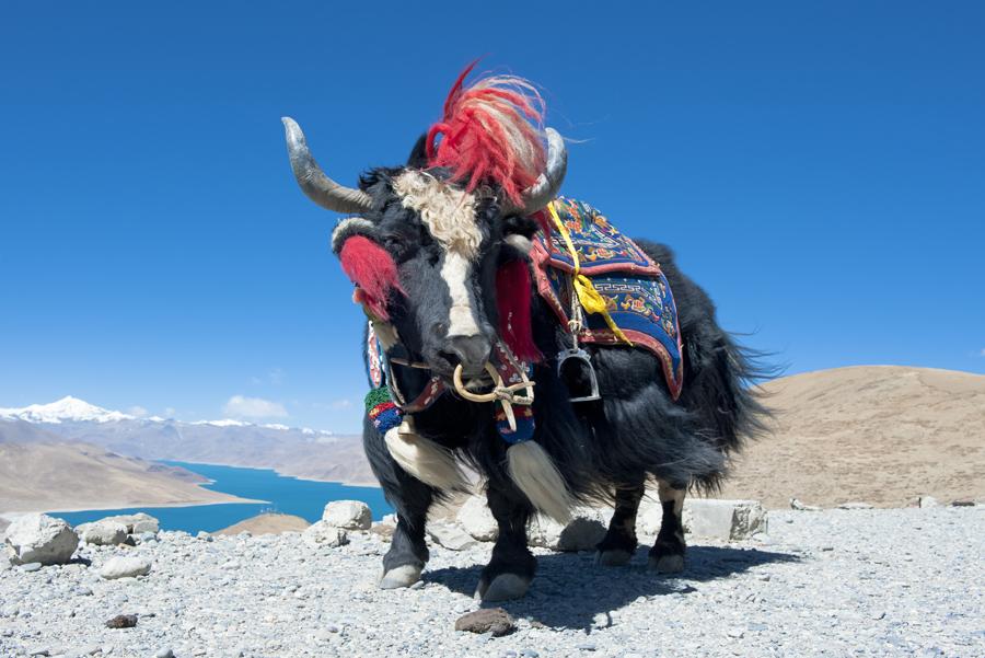 Un yak del Himalaya. 