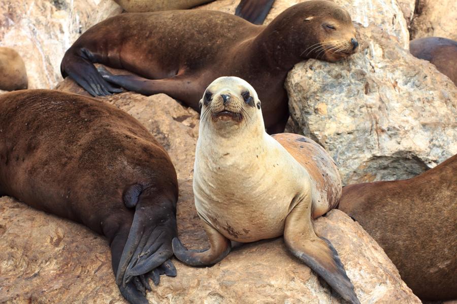 Leones marinos en la bahía de Monterey. Foto: Rolf_52 /Shutterstock.com