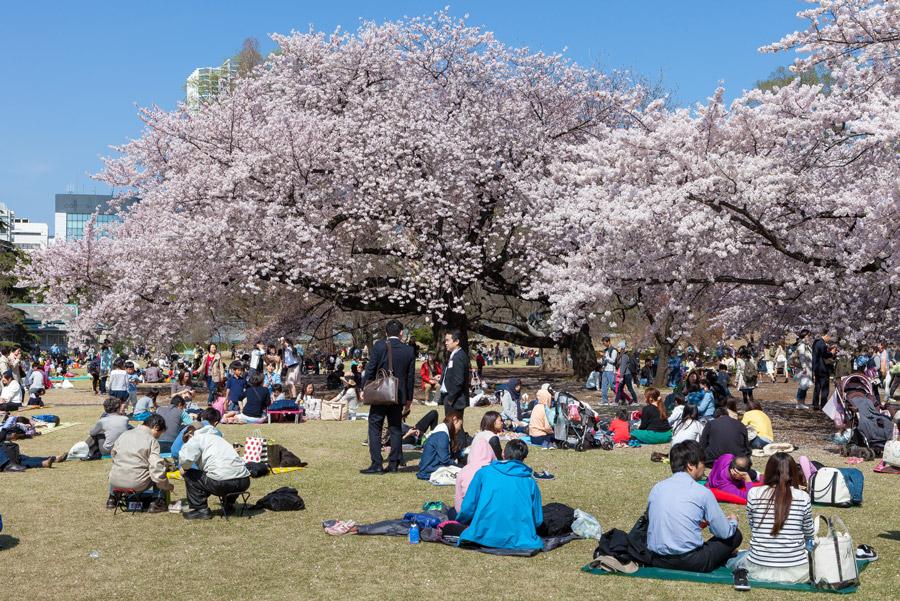 Japoneses celebrando el Hanami en Tokio, Japón. Foto: Piti Sirisriro / Shutterstock.com