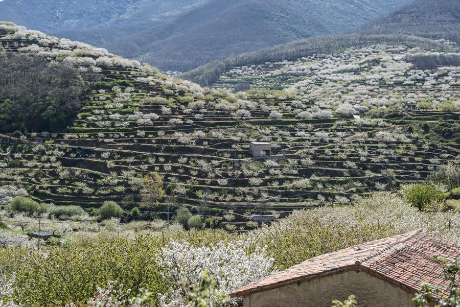 Valle del Jerte, en Extremadura. 