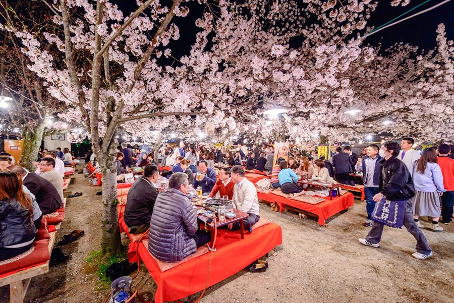 Hanami durante la noche en Parque Maruyama, Kioto. Foto : Sean Pavone / Shutterstock.com 