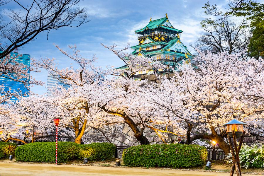 El castillo de Osaka custodiado por los cerezos en flor.