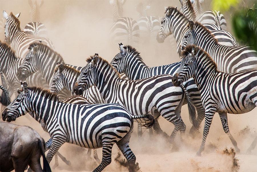 Grupo de cebras en el Serengeti