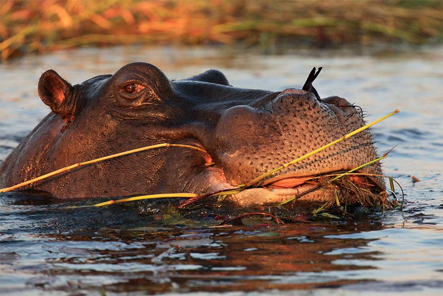 Reserva-natural-Selous,-Tanzania