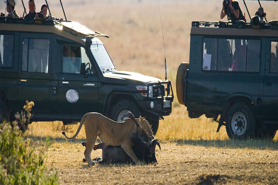 Turistas observando el ataque de una leona a un ñu, Tanzania