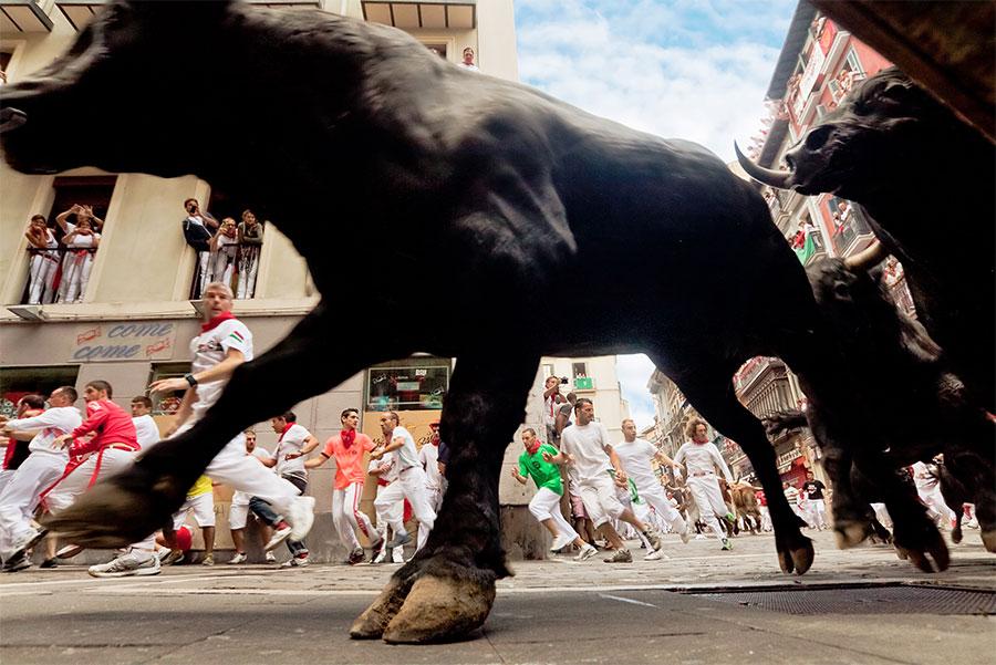 Toros corriendo el encierro. Migel / Shutterstock.com 