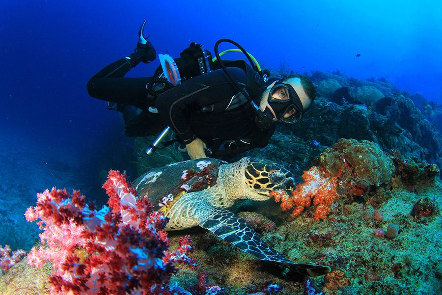 Buceo entre tortugas en Malasia.