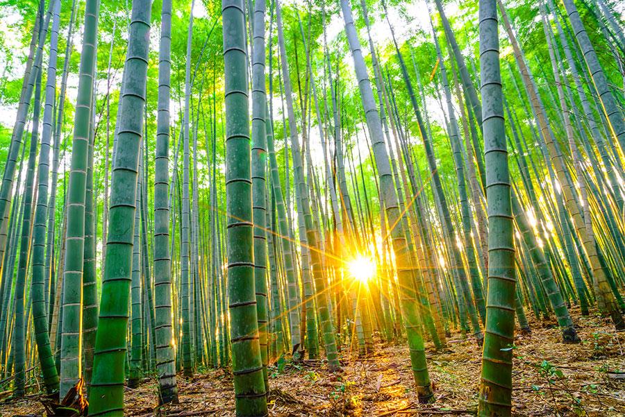 Bosque de bambú.