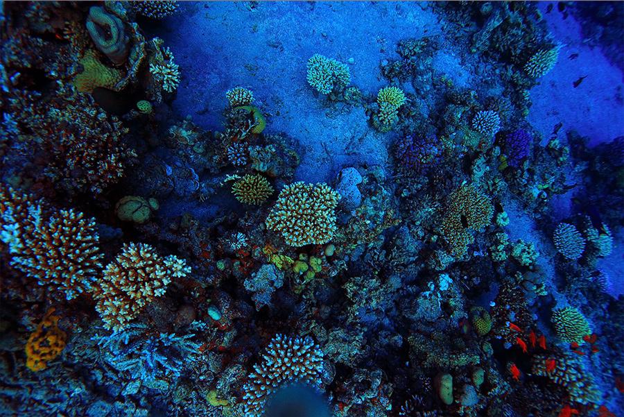 Arrecifes de coral en la costa de Cozumel