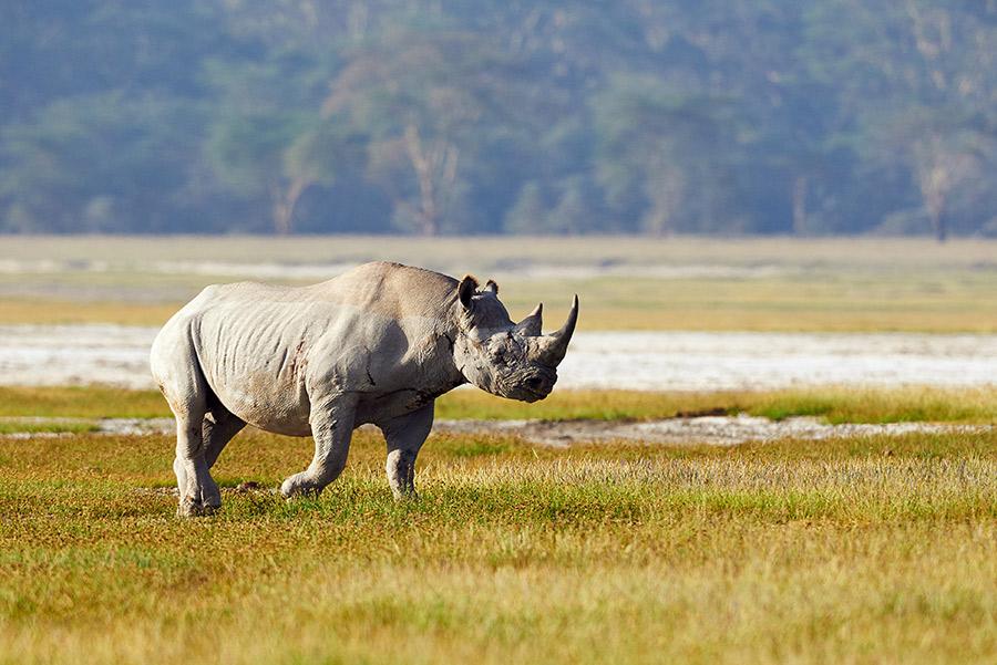 Rinoceronte negro, en peligro de extinción, en el Parque Nacional Etosha.