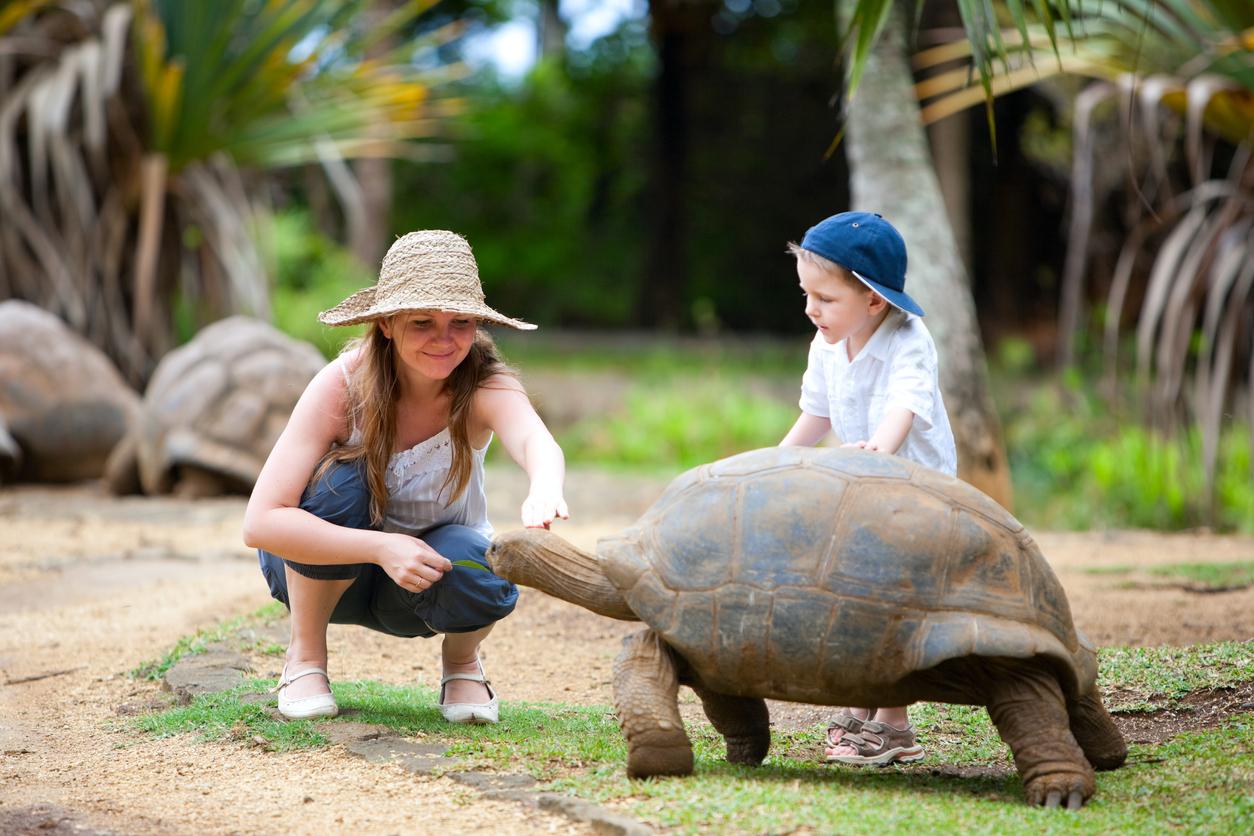 Tortugas en Islas Mauricio