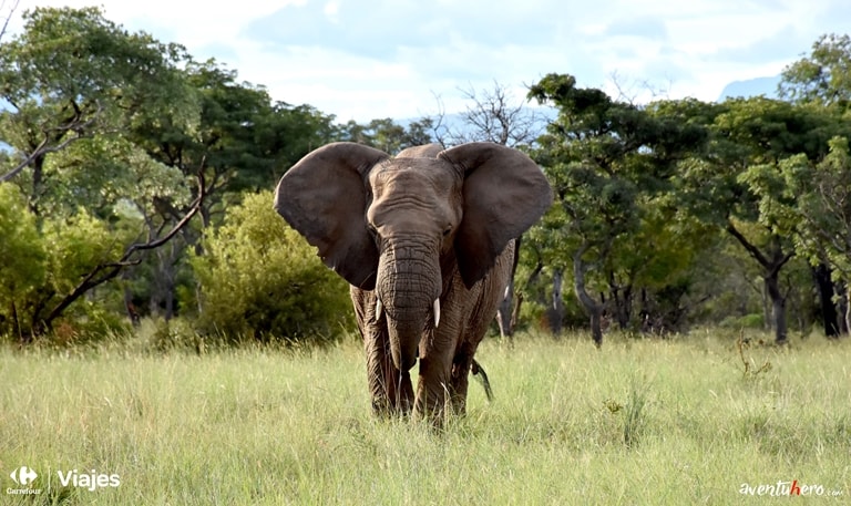 Aventuhero Elefante