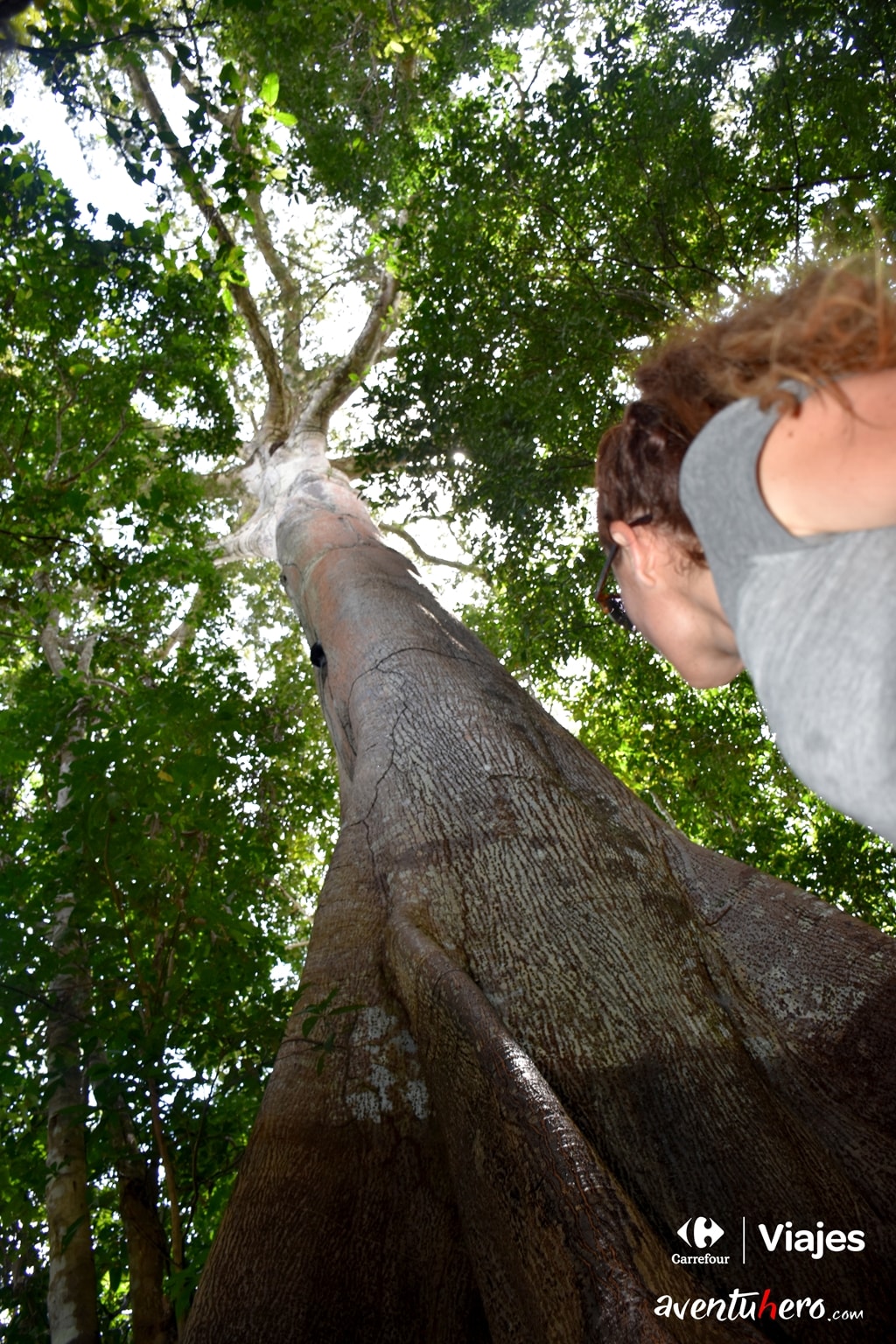 Árbol milenario