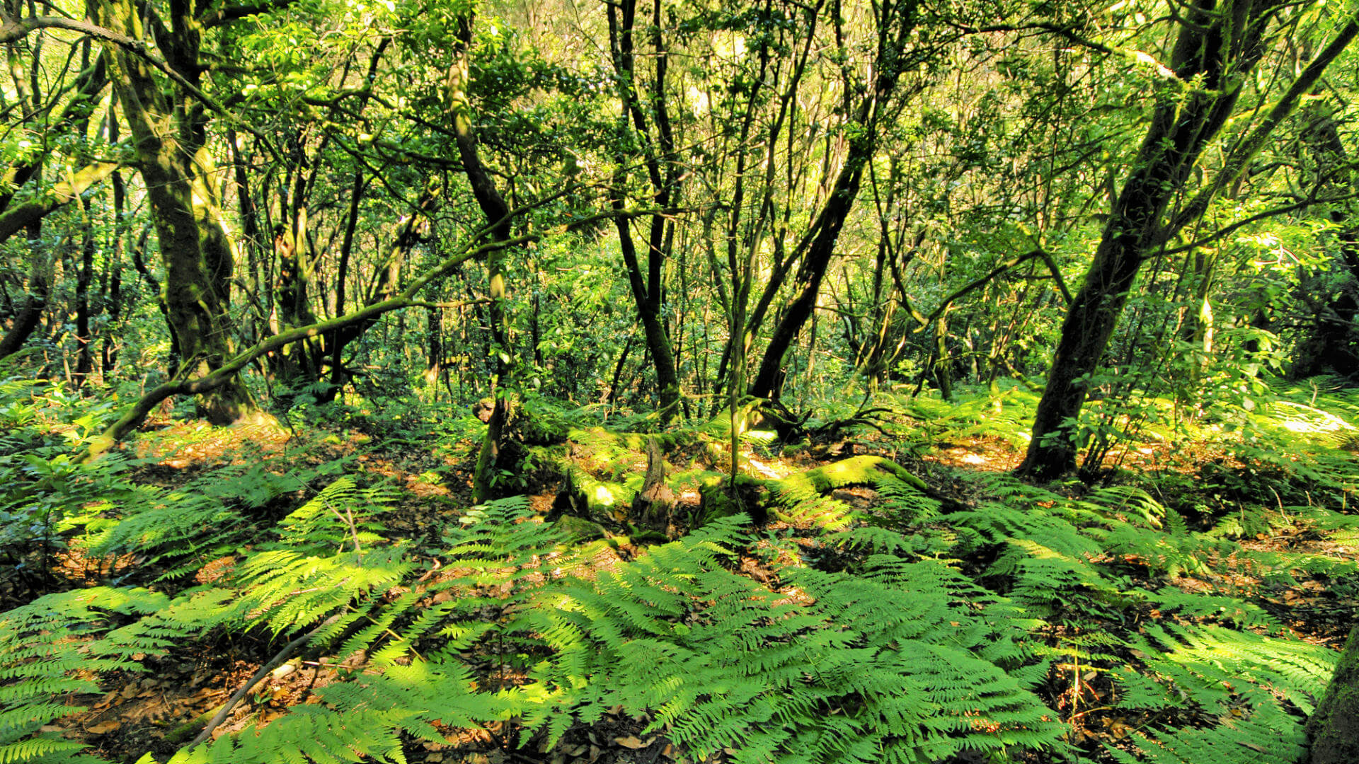 El Cedro, Parque Nacional Garajonay