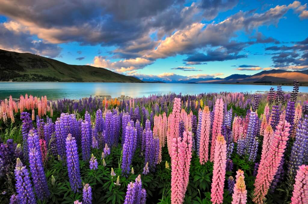 Lago Tekapo