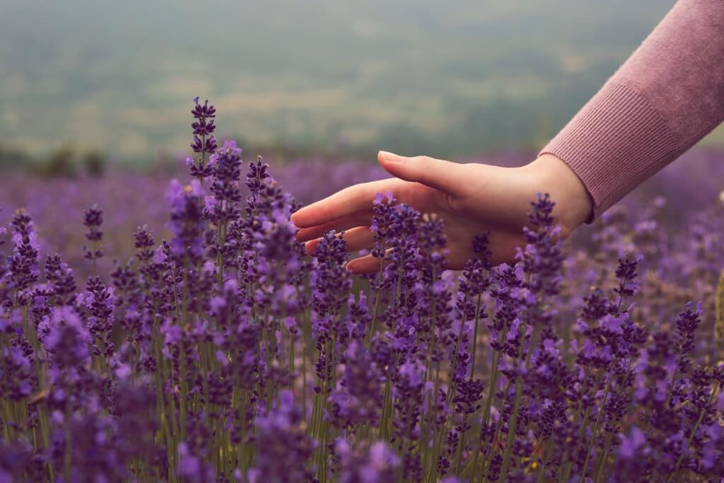 Lavanda