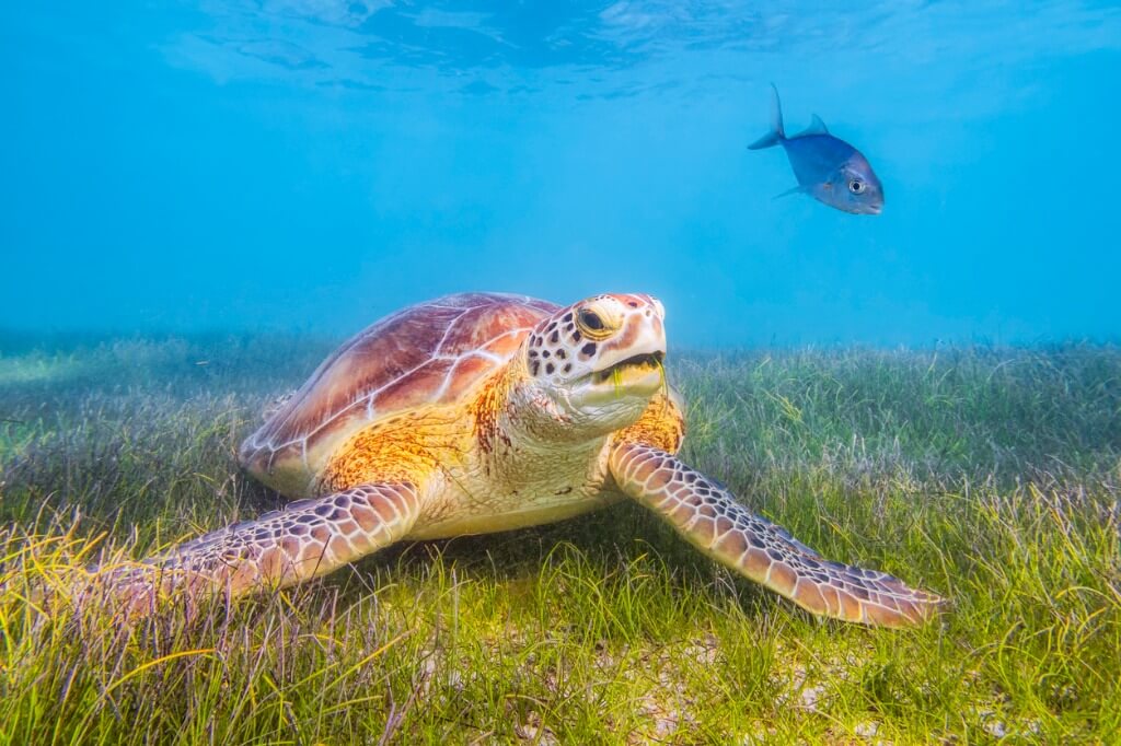Tortuga gigante