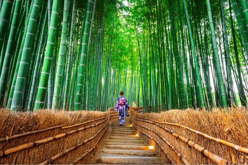 Bosque de bambú en Japón