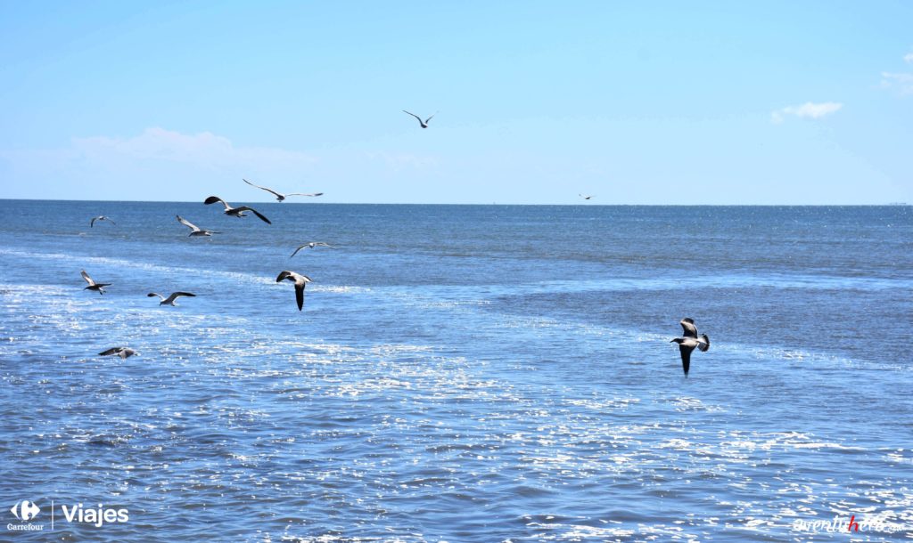 4 gaviotas en great blue hole