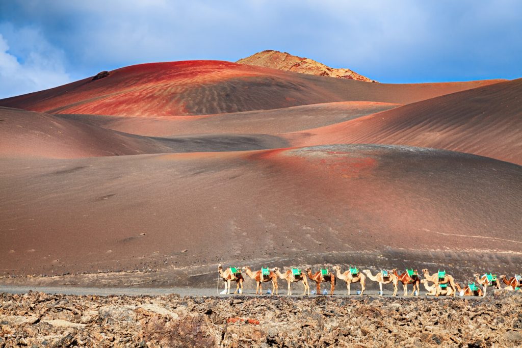 Camellos de montar a caballo están esperando turistas en Parque Nacional de Timanfaya, Lanzarote, Canarias