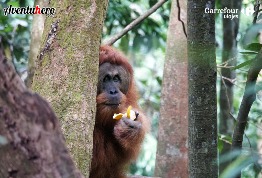 orangutan en sumatra