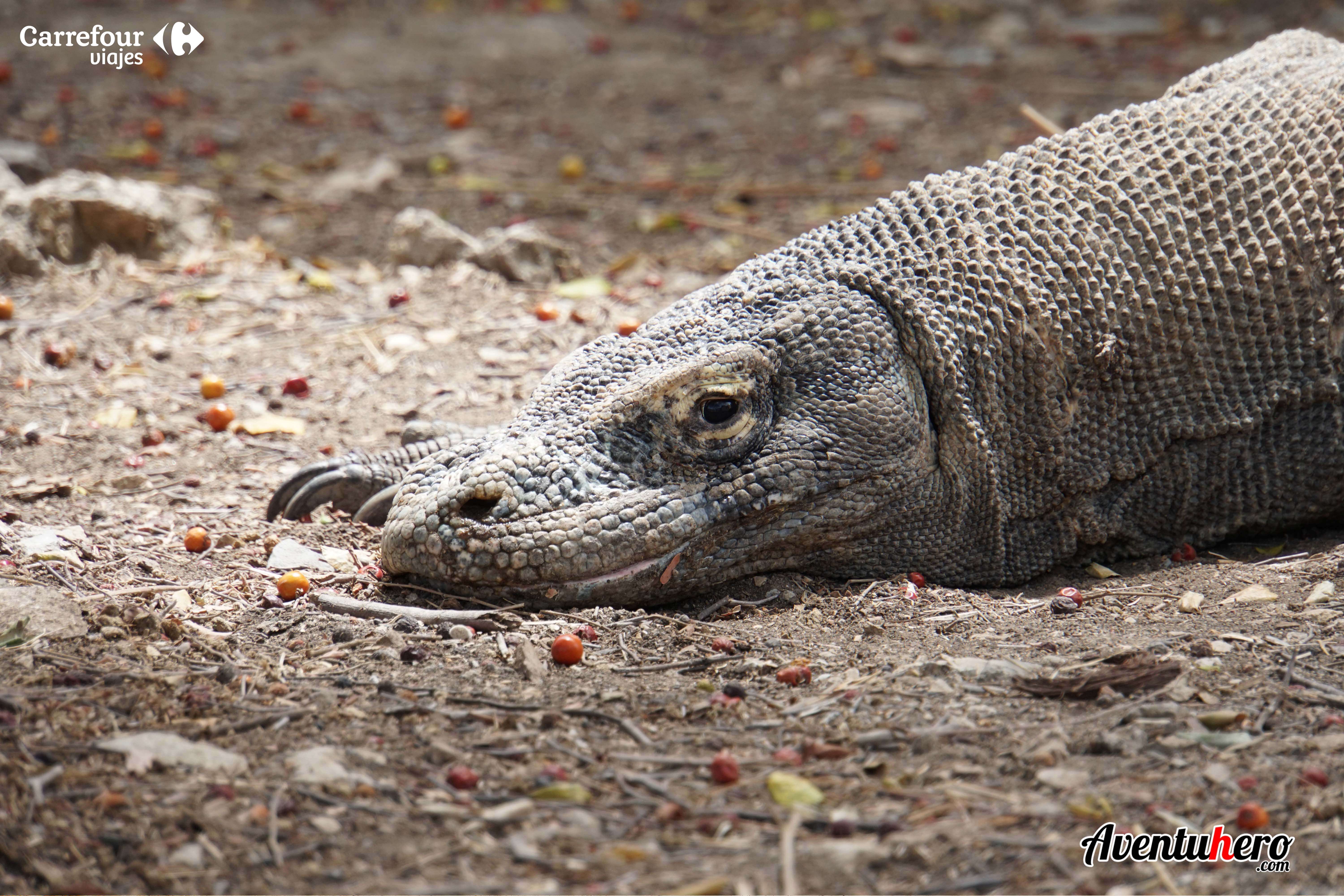 Aventuhero en El parque de Komodo 5