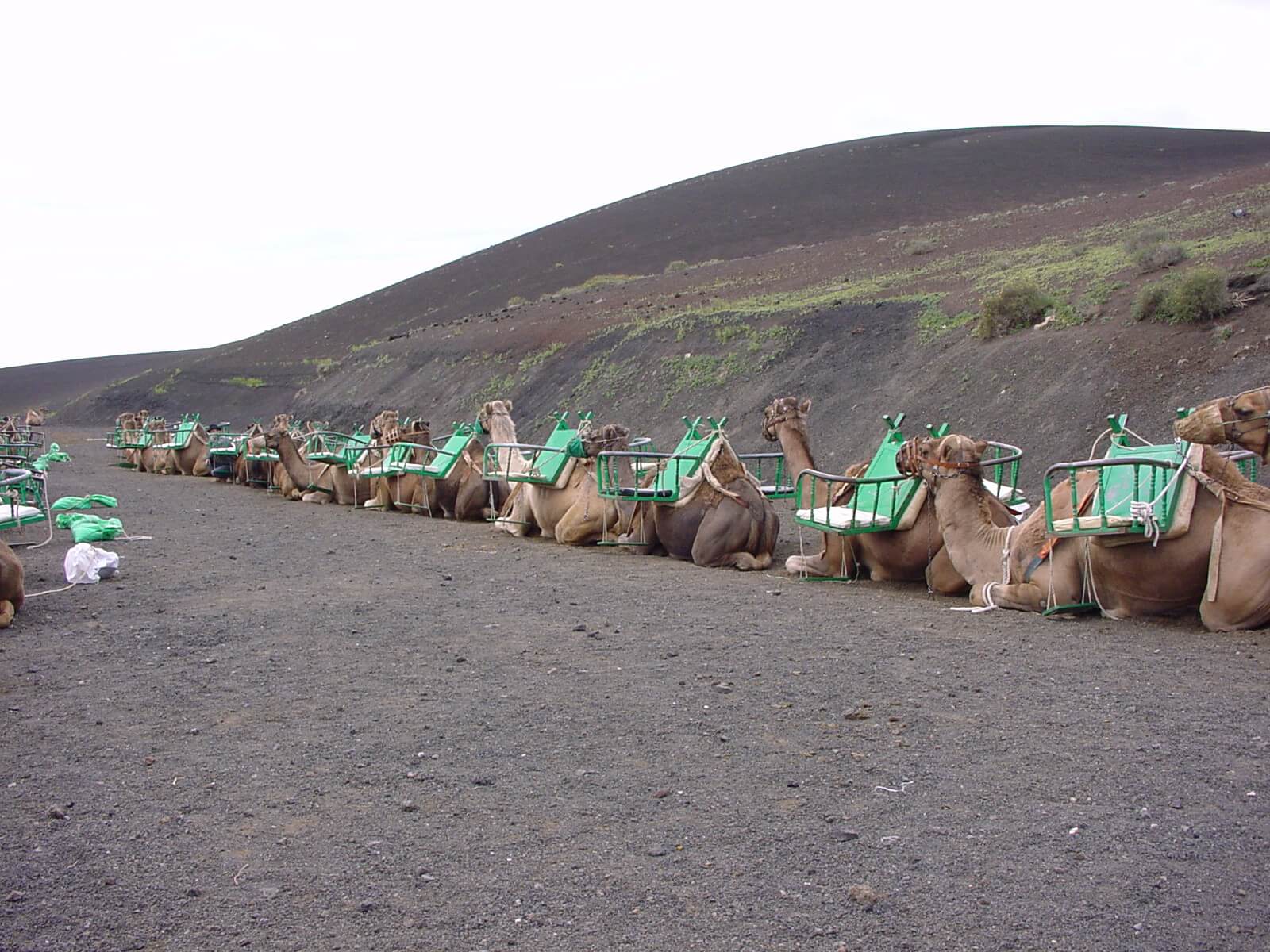 Pasear en camello en Tenerife