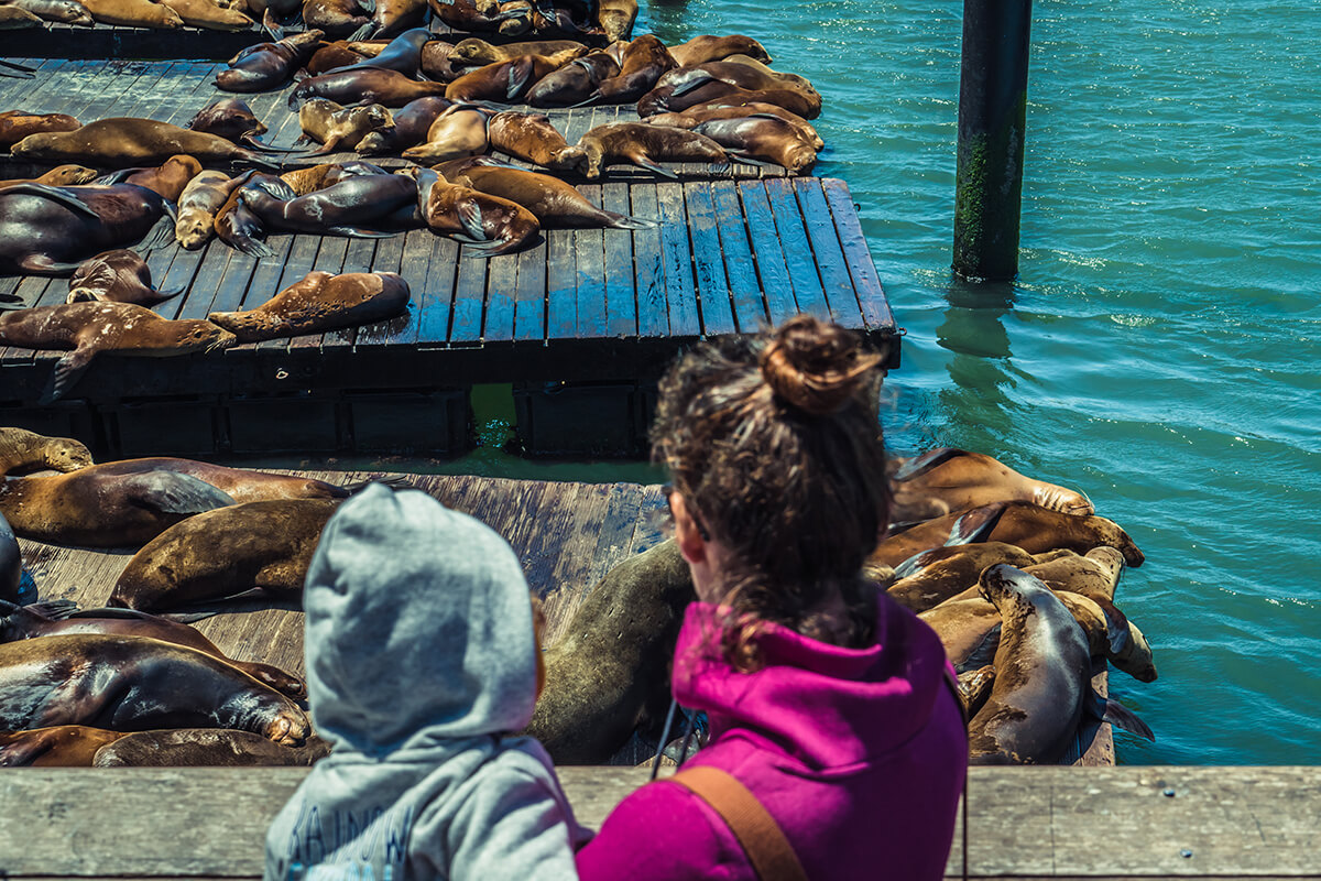 colonia de leones marinos en el muelle de San Francisco