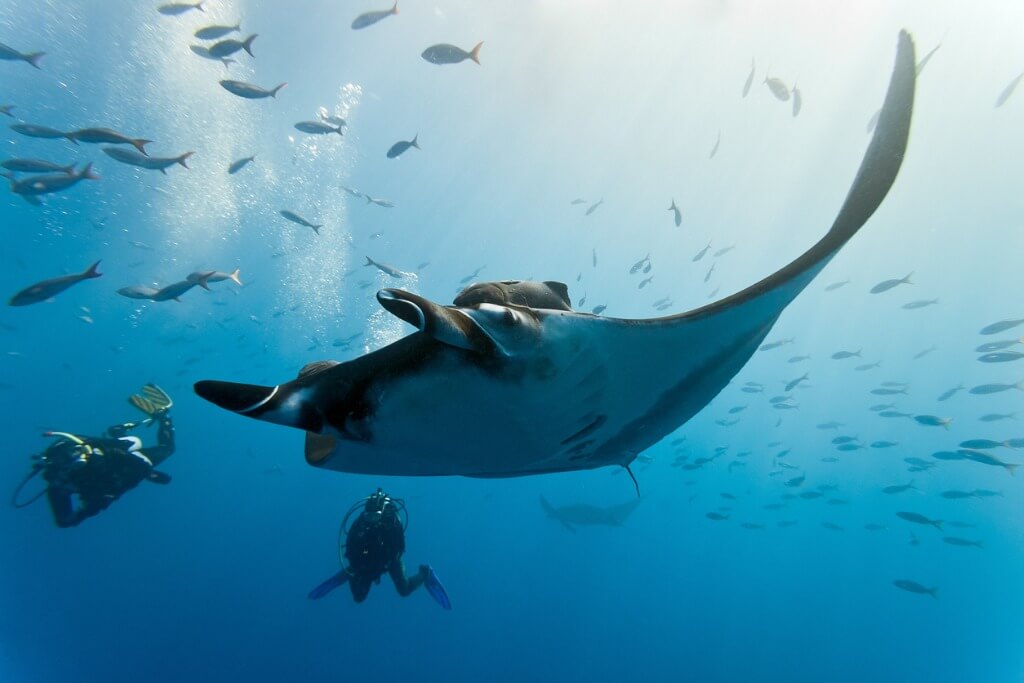 Mantarraya gigante