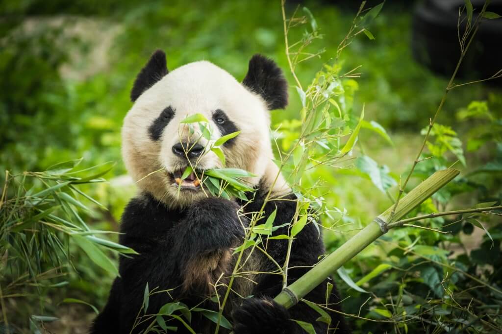 Panda comiendo bambú