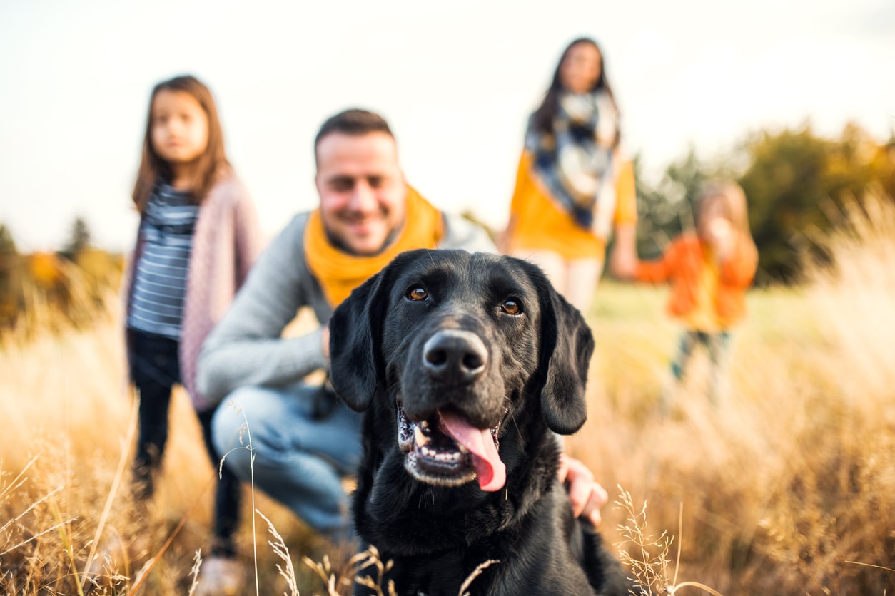 mejores hoteles para perros y mascotas