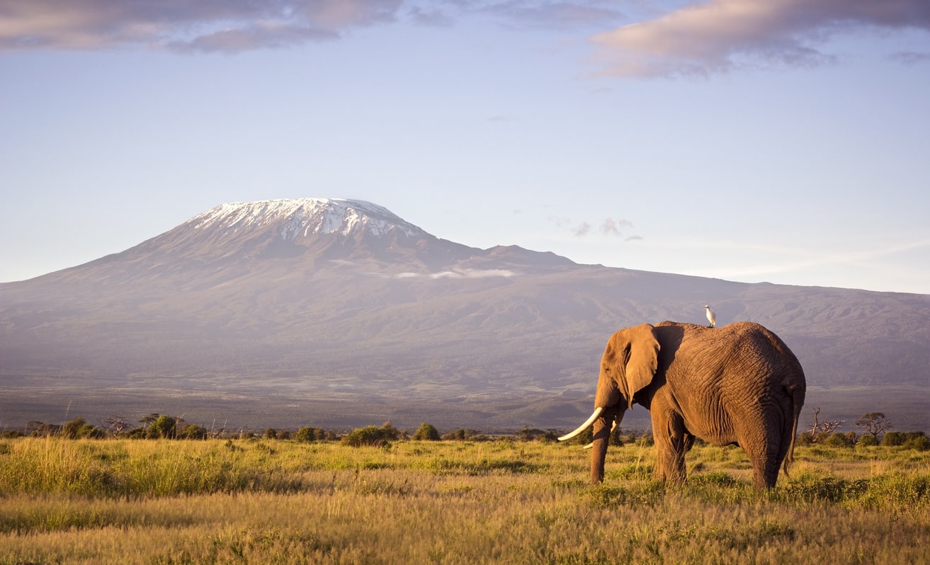 Kilimanjaro