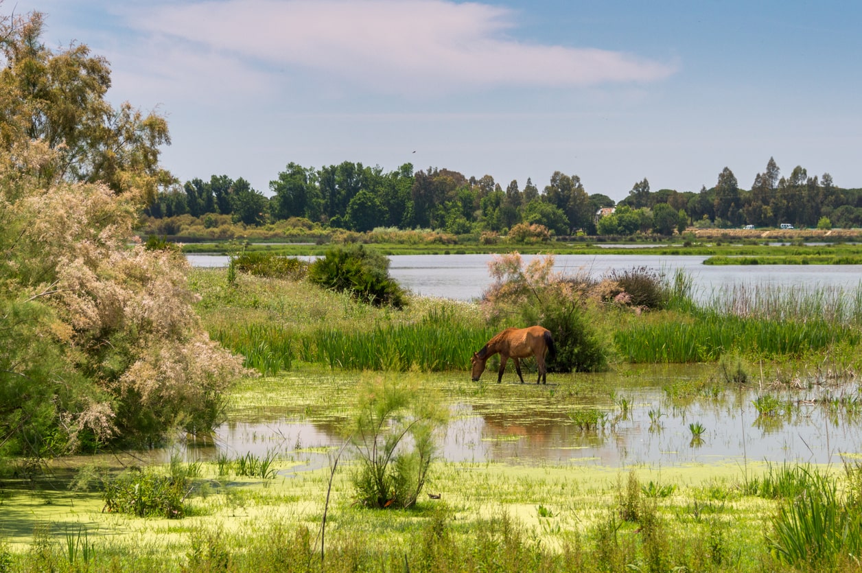 Parque Nacional y Natural de Doñana