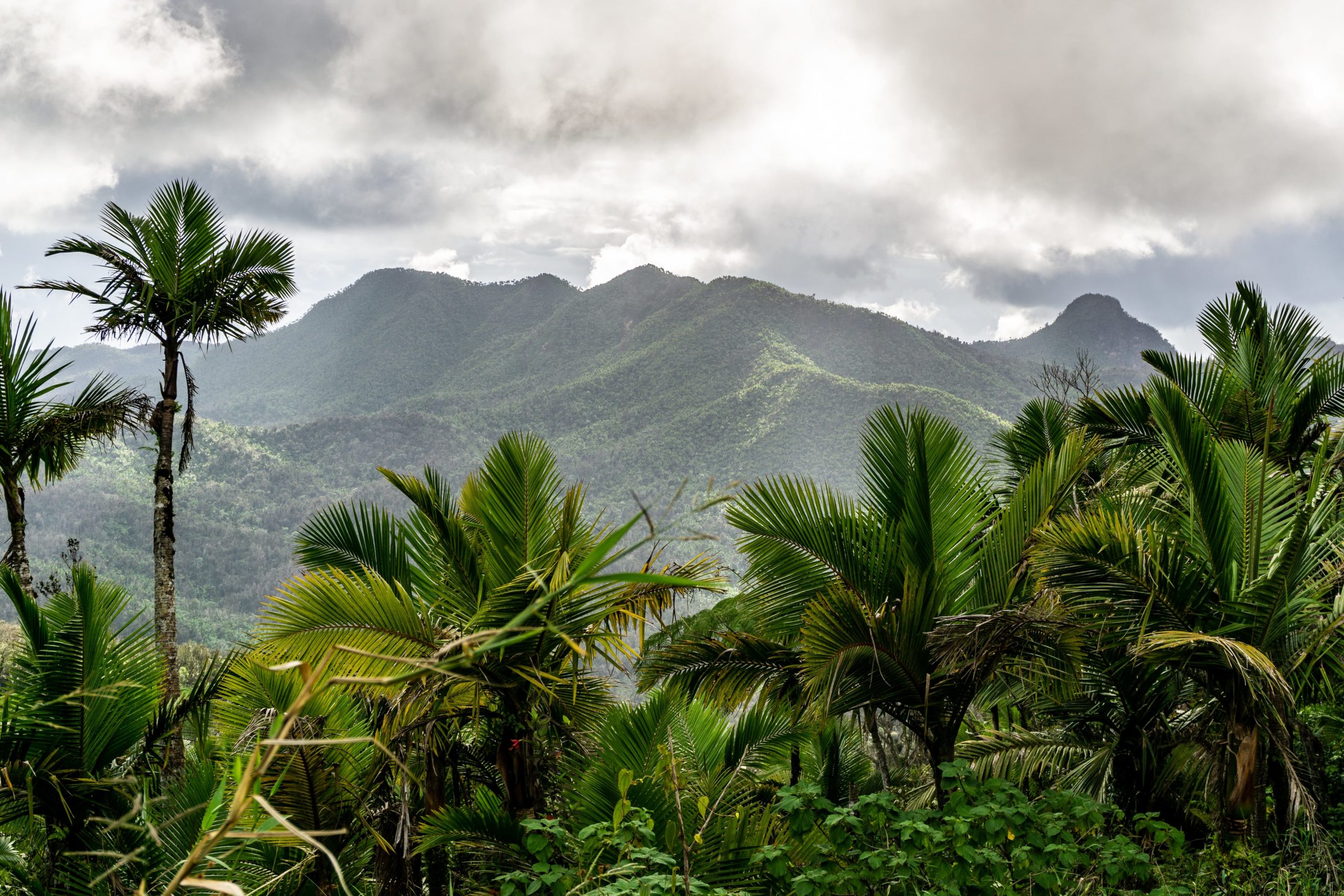 Bosque Nacional de El Yunque