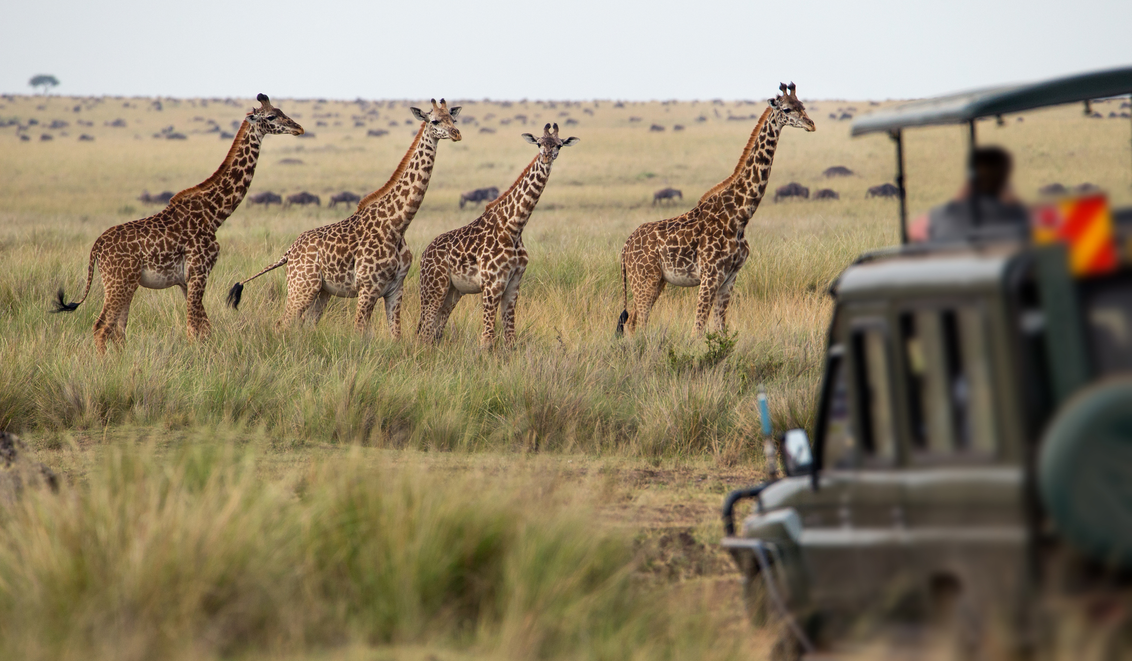 Jirafas en Kenia