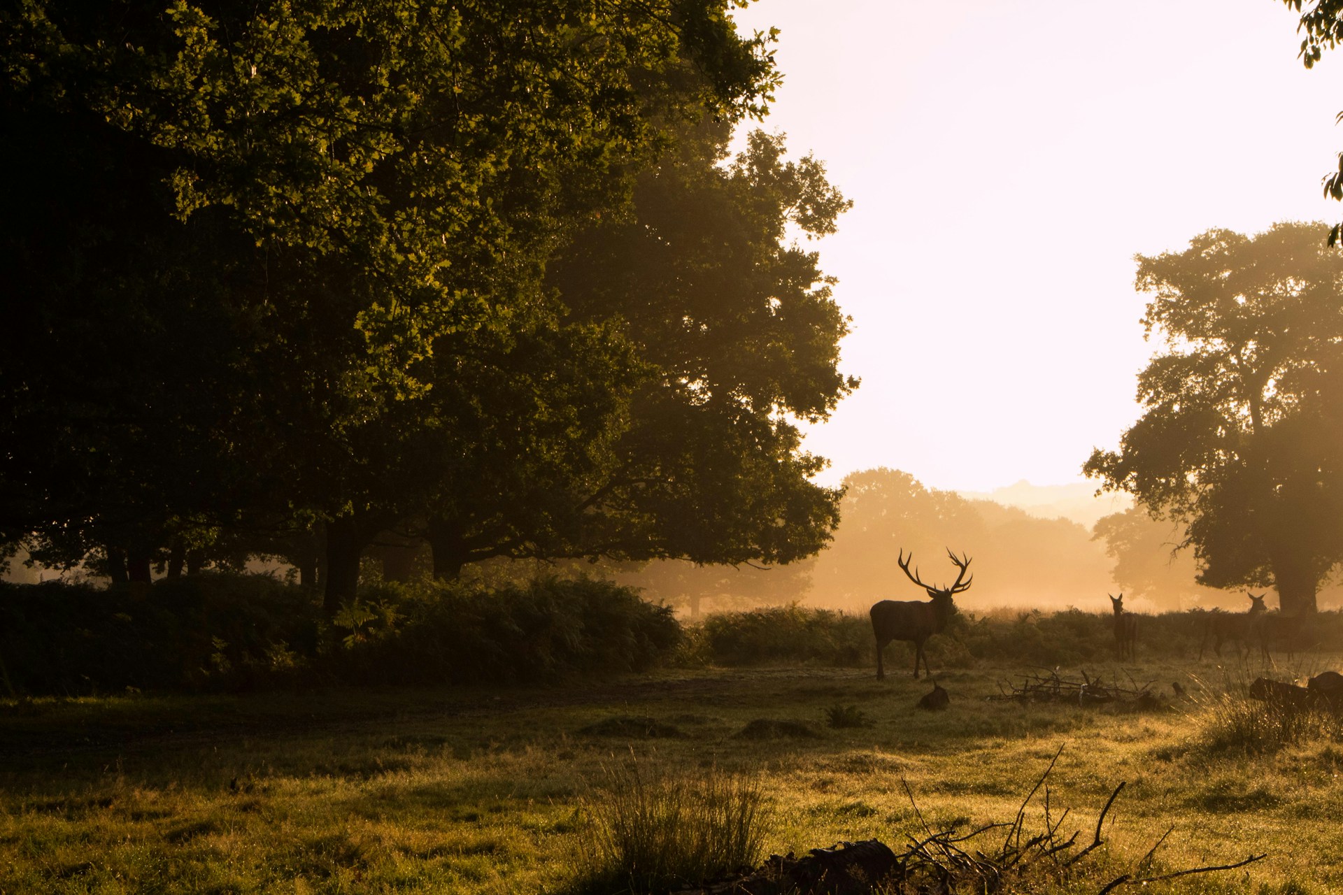 Richmond Park