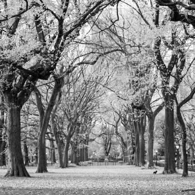 Guía Nueva York, Literary walk