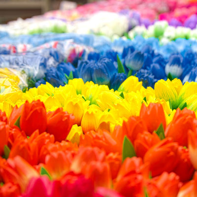 Guía Amsterdam, Tulips, Bloemenmarkt