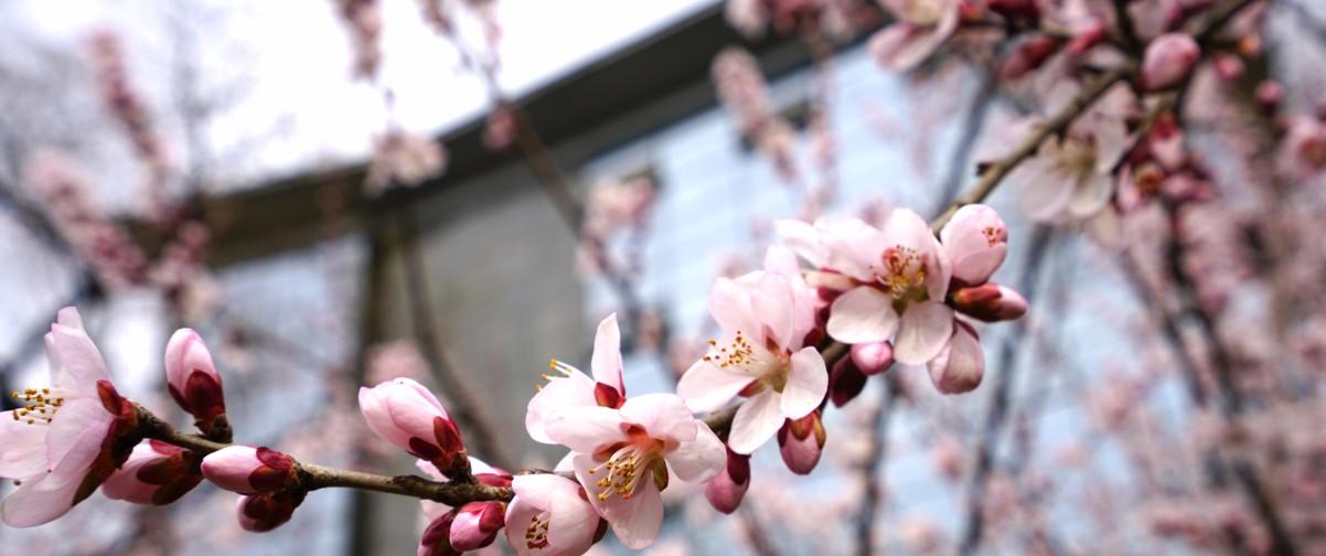 Cerezos en flor