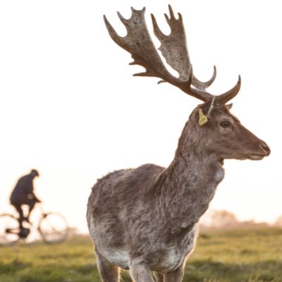 Guía Dublín, Phoenix Park