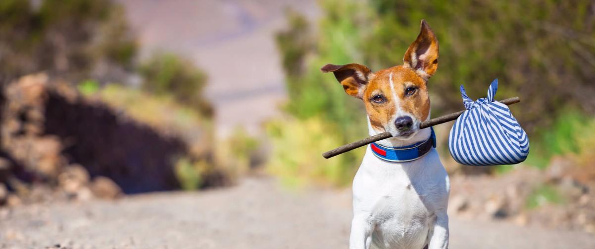 Viajar con animales