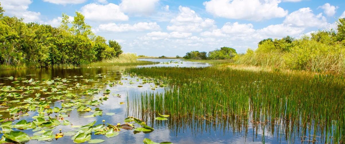 Guía Miami, Everglades