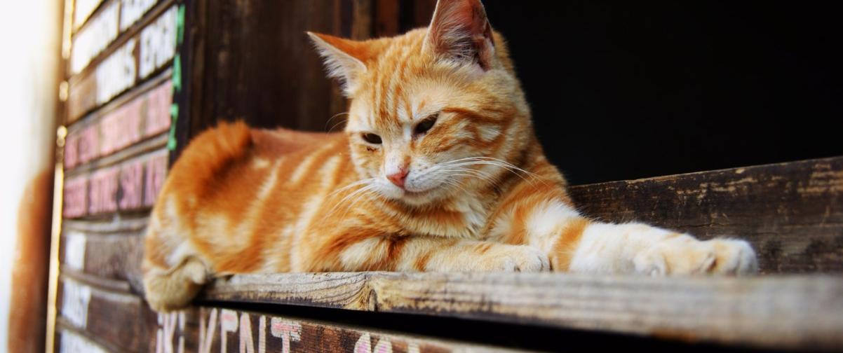 Gato en Estambul, Guía Estambul