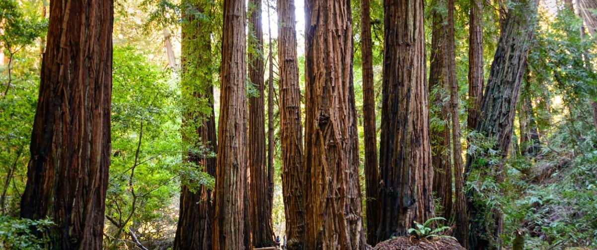 Guía San Francisco, Muir Woods San Francisco